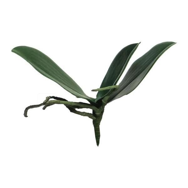 Supergreens Τεχνητή Χωνευτή Ορχιδέα 17 εκ.