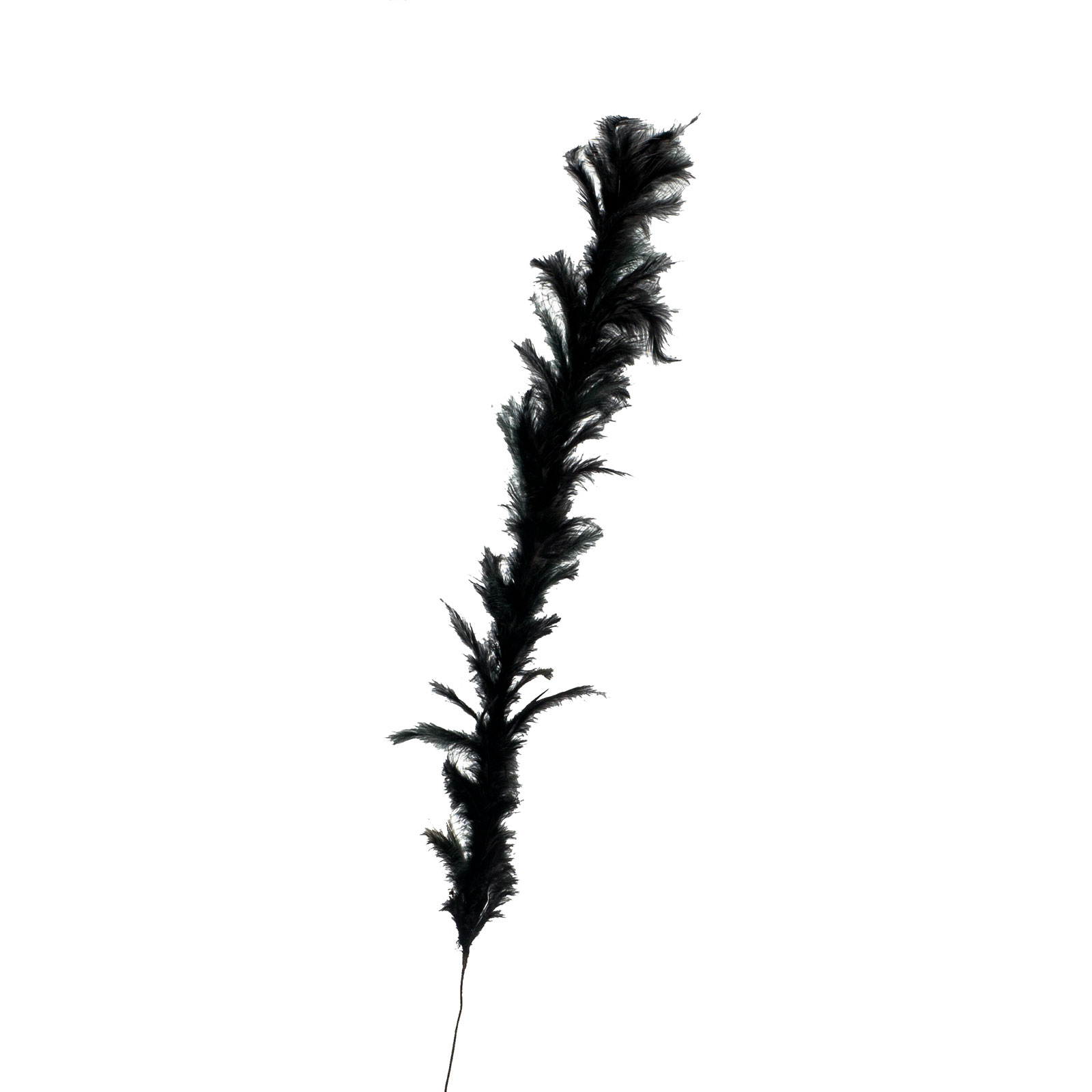 Supergreens Τεχνητό Κλαδί Φτερό Μαύρο 120 εκ.