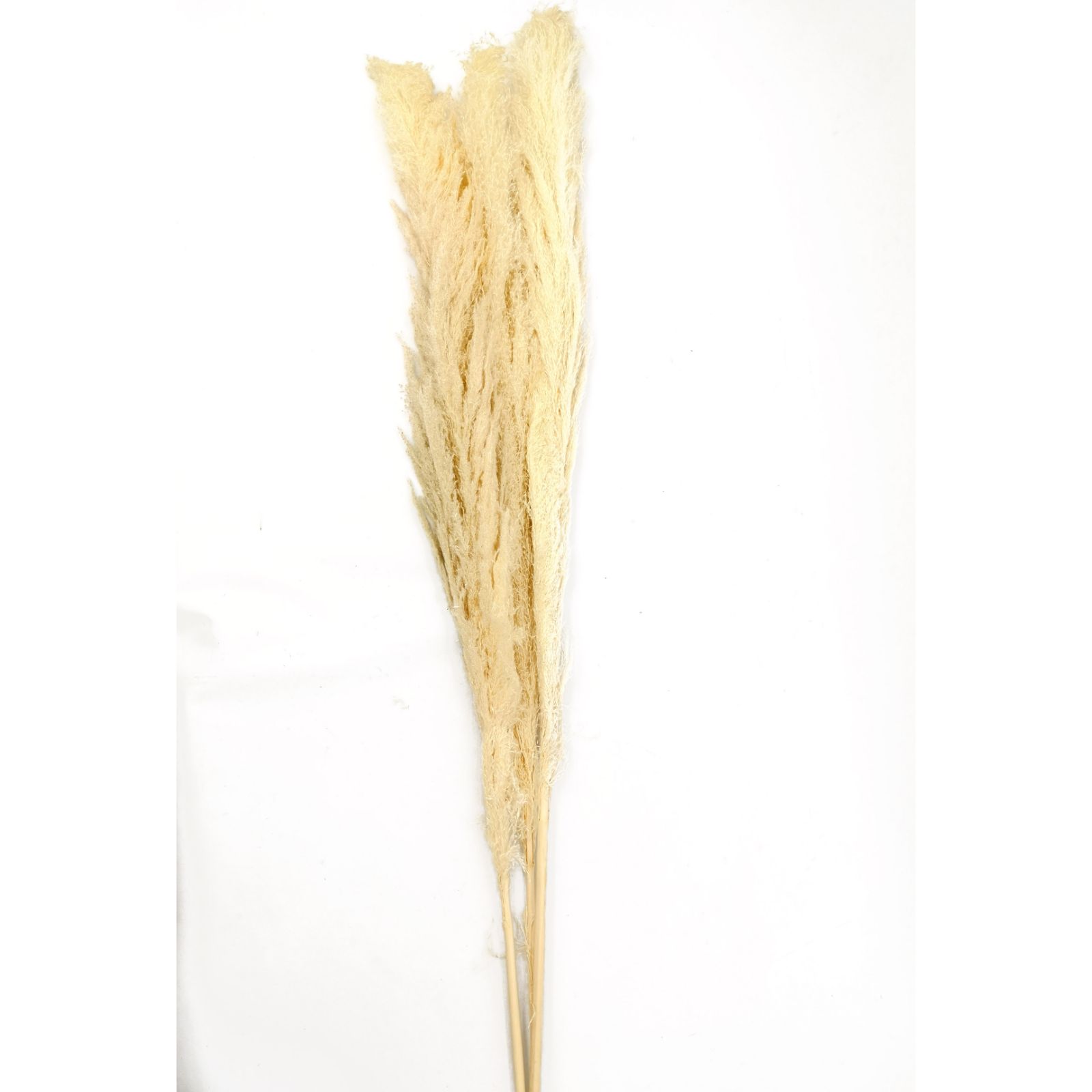 Supergreens Φυσικό Κλαδί Pampas Σετ/3 150 εκ.